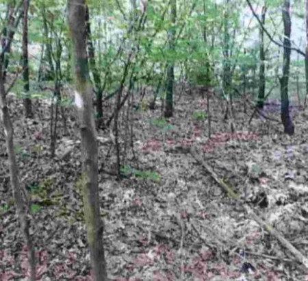 Gozd št. 4 - v deležu ½, Spodnje Gameljne, 1211 Ljubljana - Šmartno
