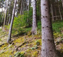 Gozd - v deležu ⅓, Koprivna, 2393 Črna na Koroškem