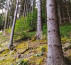 Gozd - v deležu ⅓, Koprivna, 2393 Črna na Koroškem