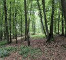Gozd - v  deležu 7/16, Godeninci, 2277 Središče ob Dravi