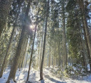 Gozd - v deležu ½, Podjelje, 4267 Srednja vas v Bohinju
