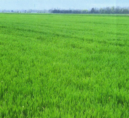 Kmetijsko zemljišče št. 2 - v deležu ½, Satahovci, 9000 Murska Sobota