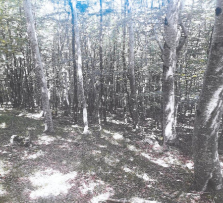 Gozd št. 1, Koritnice, 6253 Knežak