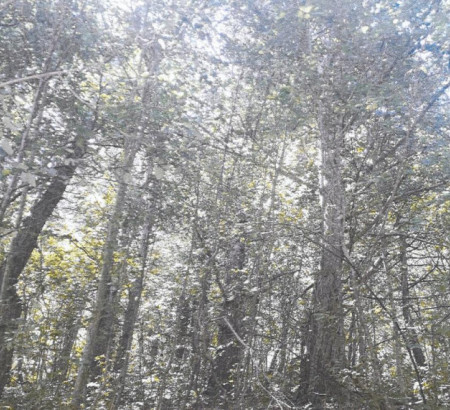 Gozd št. 2, Koritnice, 6253 Knežak