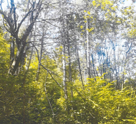 Gozd št. 3, Koritnice, 6253 Knežak