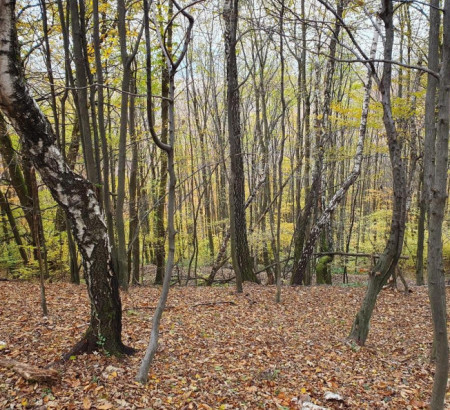 Gozd, kmetijsko zemljišče - v deležu ½, Jelovice, 2322 Majšperk