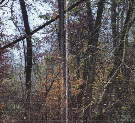 Gozd št. 2, Lemerje, 9201 Puconci