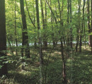 Gozd, Krplivnik, 9205 Hodoš