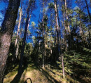 Gozd - v deležu ½, 2206 Marjeta na Dravskem polju