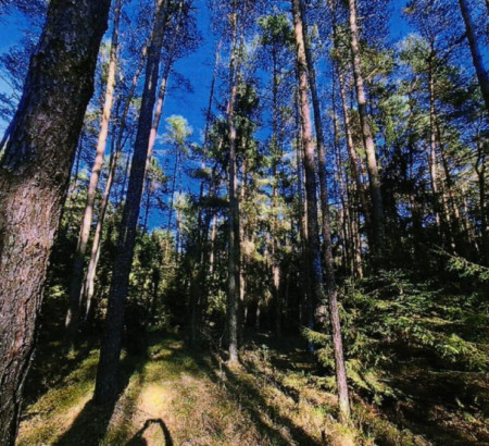 Gozd - v deležu ½, 2206 Marjeta na Dravskem polju