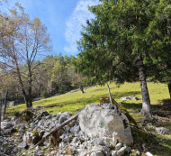 Kmetijska zemljišča, gozd - v deležu ½, 5231 Log pod Mangartom