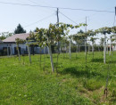 Stavbno zemljišče, kmetijsko zemljišče, gozd, Stara Gora, 9244 Sveti Jurij ob Ščavnici
