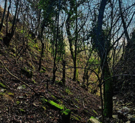 Gozd št. 3 - v deležu 1/5, Šalara, 6000 Koper