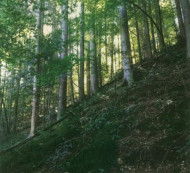 Gozd št. 24, Sv. Lenart, 4227 Selca